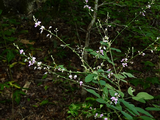 {Desmodium paniculatum}